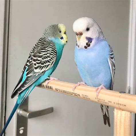 Age 3 monthsReady to leave Now. . Baby budgies for sale near me cheap